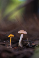 Small mushrooms photographed on the floor of a pine forest.