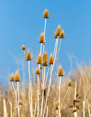 Obraz na płótnie Canvas Dry prickly plant against the blue sky
