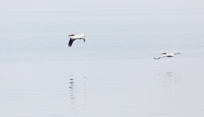 Birds fly over the surface of the water