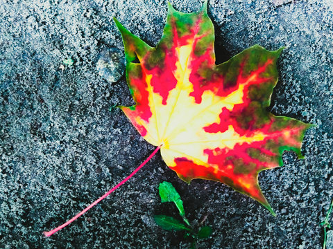 Colorful Canadian maple leaf in the fall on the grey earth