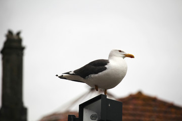A big sea gull in Porto, Portugal