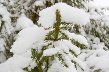 christmas tree (pine)