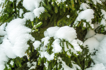 Pine branch (christmas tree) under snow