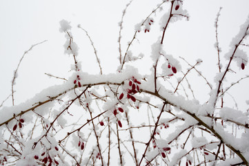 The berries of barberry covered with snow in a frosty day