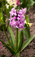 Bright and colorful hyacinth in the flowerbed in the garden in s