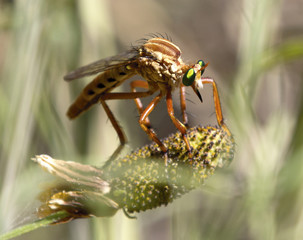 Robber fly