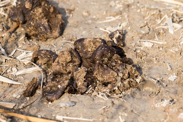 animal feces on the ground
