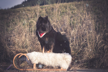 Weihnachtlicher Hund