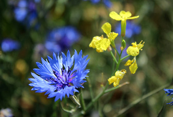 Cornflower - wild flower in the summer. Blue and yellow wildflow