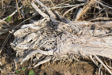 Dry the roots of the plants on the ground