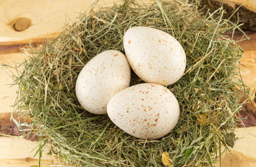 Raw turkey eggs in a nest