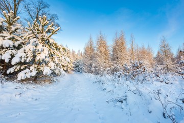 Fantastic morning winter landscape