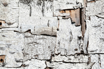 Birch bark close-up. Background texture of natural wood. Building walls are covered with birch bark