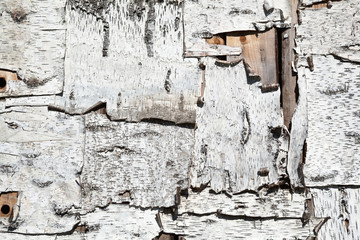 Birch bark close-up. Background texture of natural wood. Building walls are covered with birch bark