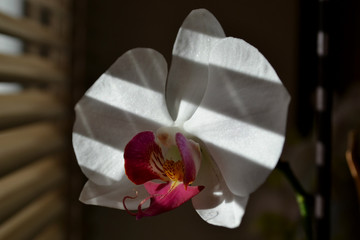 Beautiful orchid in the shadow of the blinds