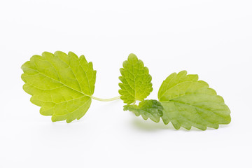 Mint leaves on the white background.