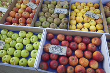 Harvested apple varieties on display