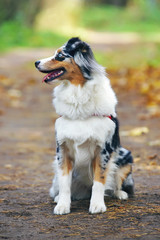 Obedient blue merle Australian Shepherd dog sitting in the forest