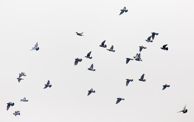 a flock of pigeons in the gray sky
