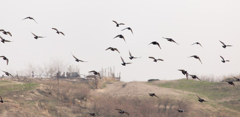 a flock of pigeons in the gray sky