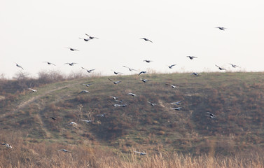 a flock of pigeons in flight