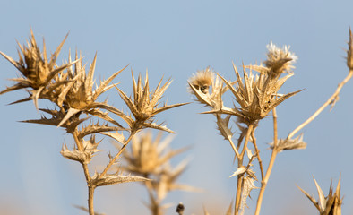 Fototapeta premium Dry prickly plant against the blue sky