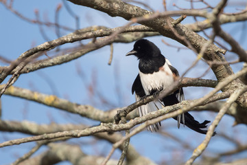 Eurasian Magpie, Common Magpie, Pica Pica