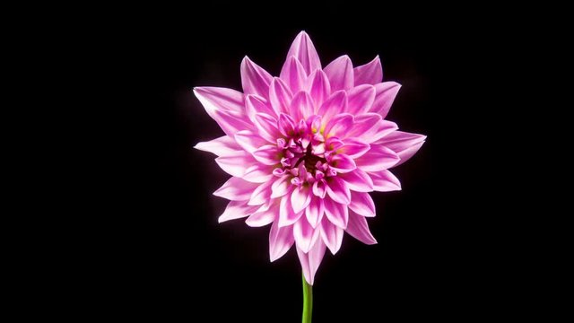 Time lapse - Blooming Pink Dahlia Flower, Close Shot