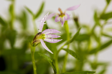 Chinese lobelia, flowers Or herbs with medicinal properties