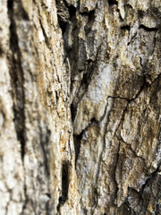 graphic ressource - Bark, wood in close up