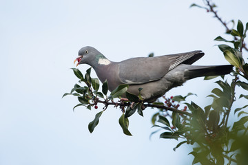 Common Wood Pigeon, Wood Pigeon, Columba palumbus