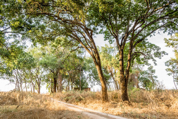 Fototapeta na wymiar Horizontal photo in color of many tress beside a dirtroad in a sunny day