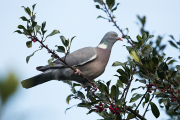 Common Wood Pigeon, Wood Pigeon, Columba palumbus