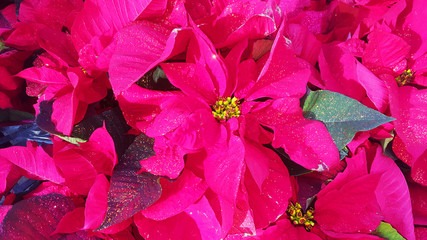 Christmas Red Poinsettia 1 