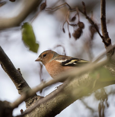 Chaffinch, Common Chaffinch, Fringilla coelebs