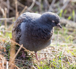 pigeon sleeping on the ground