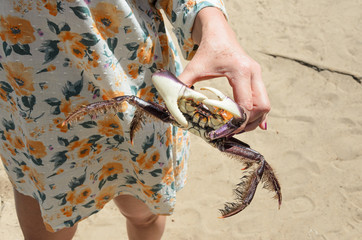 Hand of a woman holding a crab on a beach