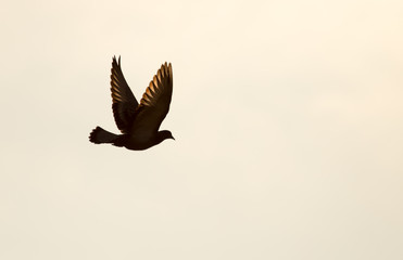 pigeon flying at sunset