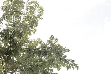 group of green leaf and skygreen leaf from garden,green leaf make oxygen and part of tree