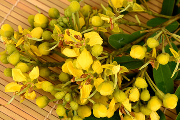 Obraz premium Siamese senna, Siamese cassia, Cassod tree, Thai copperpod (Senna siamea (Lam.) H.S.Irwin & Barneby), flowers, vegetables or herbs with medicinal properties.
