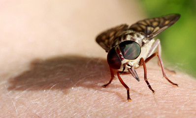 Horse fly sees its shadow