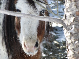 Pony