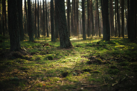 Fototapeta glowing moss in a dense forest