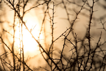 Dry prickly plant on the sunset background