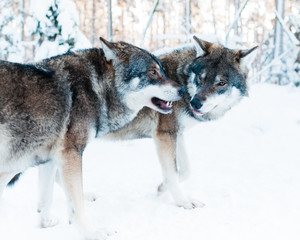 Two grey wolves in snowy winter landscape