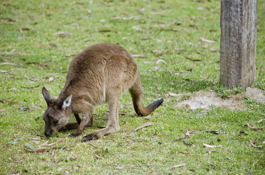 joey kangaroo