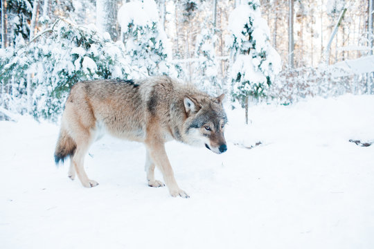 Grey wolf portrait in snowy winter landscape