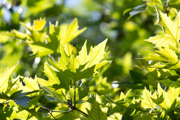 green maple leaves on nature