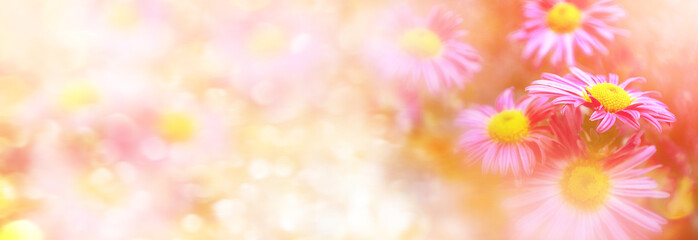 Obraz na płótnie Canvas Colorful chrysanthemum flowers on a background of the autumn lan