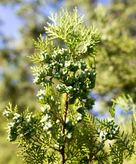 Beautiful branch of a thuja on nature